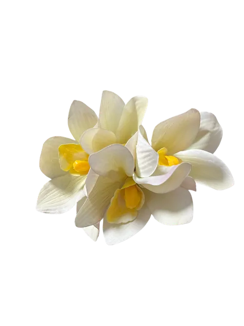 Chysis Orchid (White & Yellow)