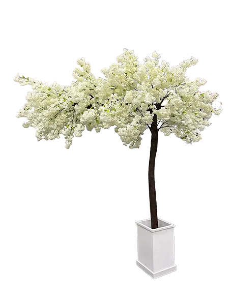 White Canopy Cherry Blossom Tree