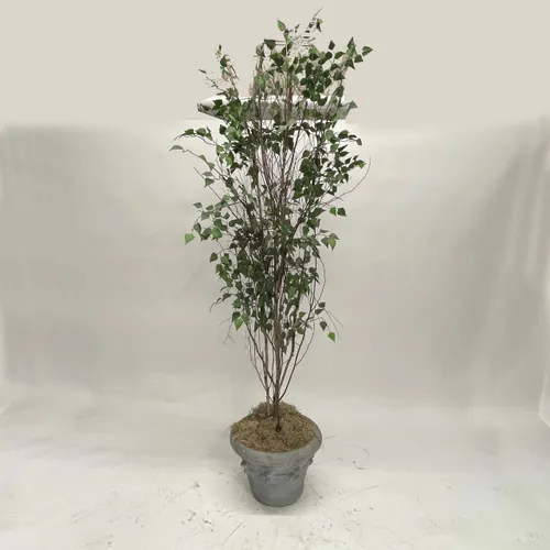 Weeping Fig Tree in Grey Pot - A1052