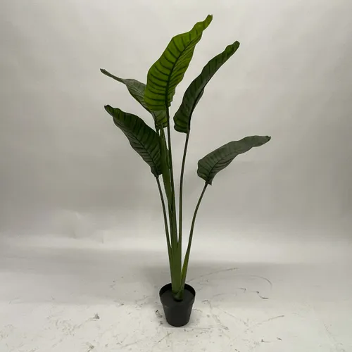 Bird Of Paradise Plant - A1056