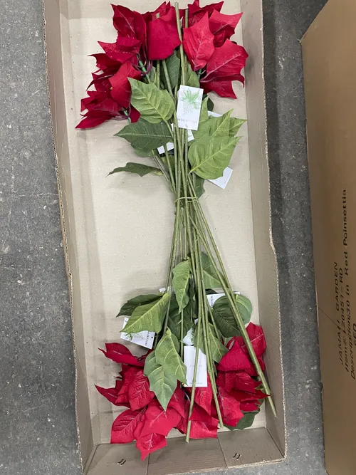 Red Poinsettia Flower