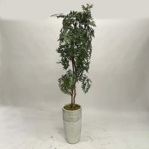 Ming Aralia Tree in Grey Ceramic Pot - A1061