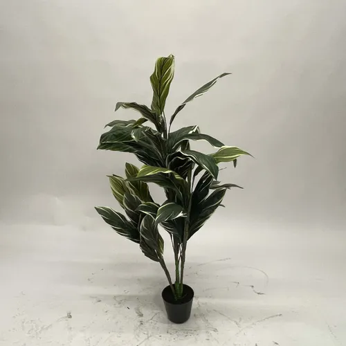 Zebra Plant in Black Pot - A1059