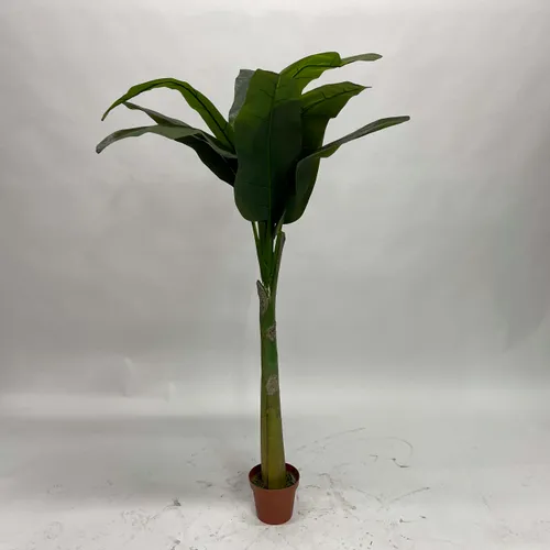 Banana Tree In Orange Pot - A1051