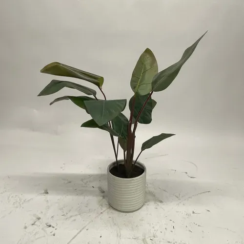 Rubber Fig Plant in White Pot - A1058