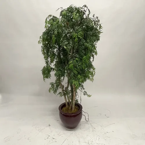 Ming Aralia Plant - A1053