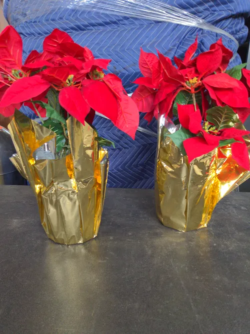 Faux Poinsettia Plant- gold wrap