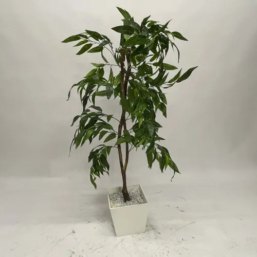 Ficus Plant in White Pot - A1054