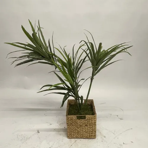 Dragon Tree In Basket - A1057