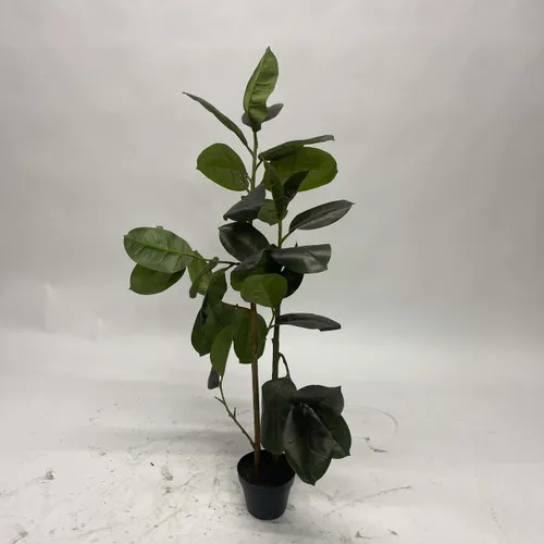 Rubber Fig Plant in Black Pot - A1065