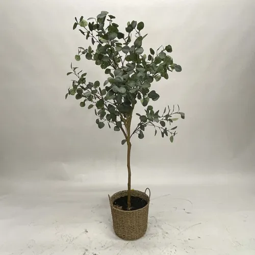 Eucalyptus Tree in Basket Pot - A1055