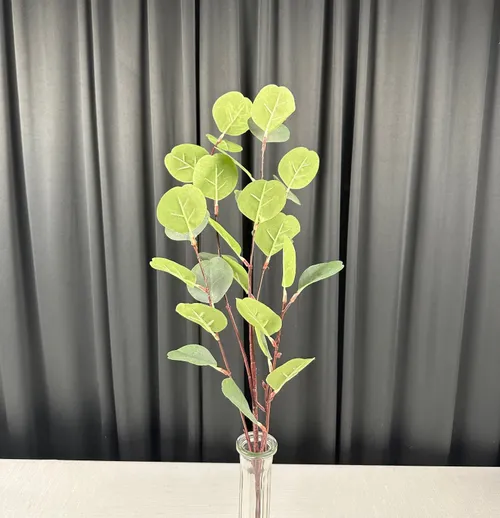 Eucalyptus Stem