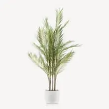 Tropical Plant in White Cement Pot  45