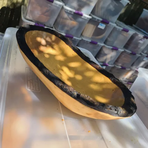 WD14 :: Bark Charred Edge Organic Wooden Bowl 16