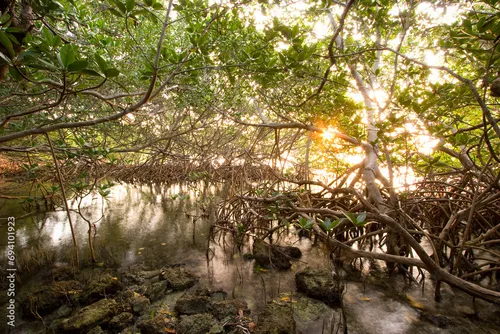Mangrove Explorer Package
