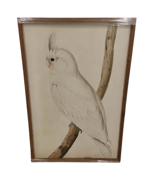 AW 0443 - Artwork - Extra Large - Cockatiel on Branch in Timber Frame