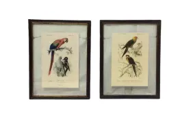 AW 0004 - Artwork - Small - Native Birds Set in Glass Frame