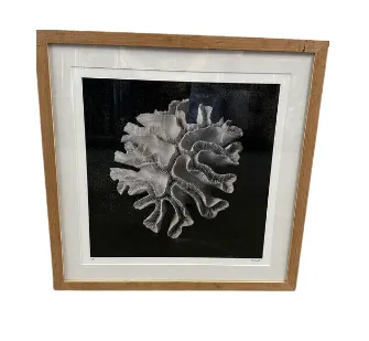 AW 0281 - Coral Print Inset Glass with Wood Frame 