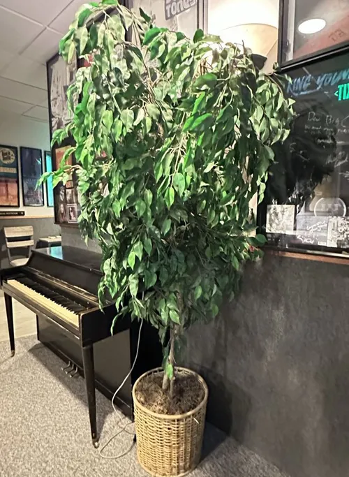 Fake Tree - Large 5' to 7'  