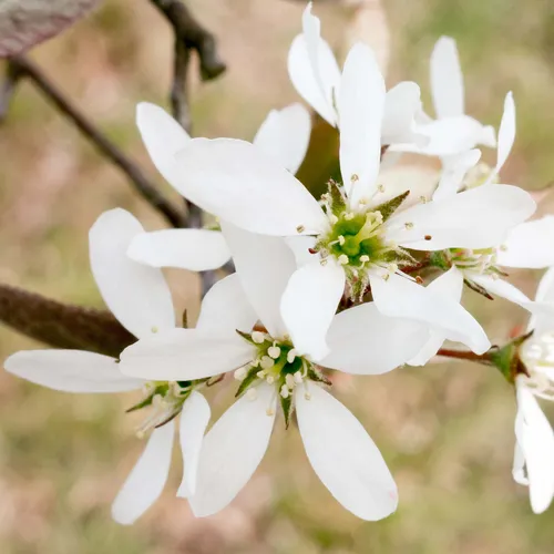 Serviceberry/Juneberry