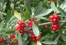 Buffaloberry - Bareroot Bundle