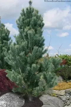 Southwestern Border Pine 