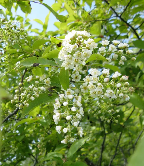 Common Chokecherry