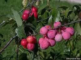 Prairie Red Plum