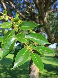 Laural Leaf Willow