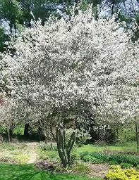 Serviceberry/Juneberry