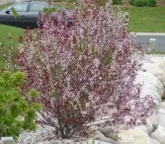 Cherry, Western Sandcherry - Bareroot Bundle