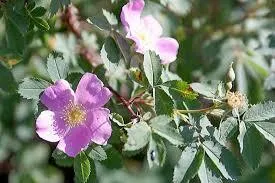 Wood's Rose - Bareroot