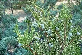 Juniper, Rocky Mountain 
