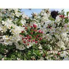 Dolgo Crabapple