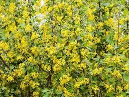 Golden Currant 