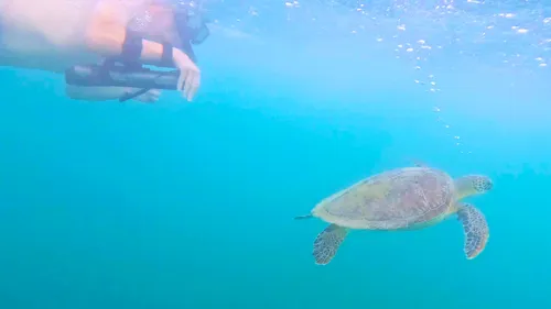 Swim With Turtles: Water Scooter