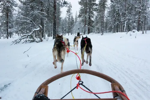 Sled Dog pack Men´s - Complete