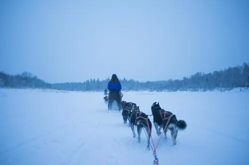 Sled Dog Pack Men - Basic