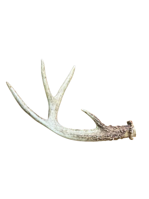 Deer Antler