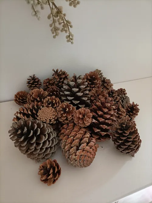 Pommes des pins des Landes