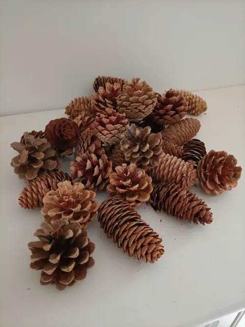 Pommes de pins du Cap Ferret