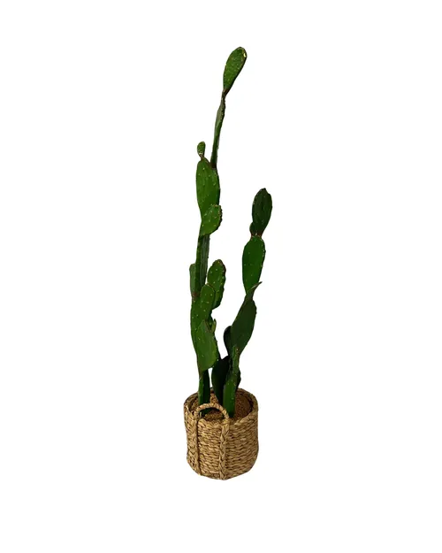 Tall Thin Cactus Planter
