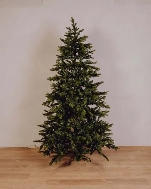 Sapin Norman vert