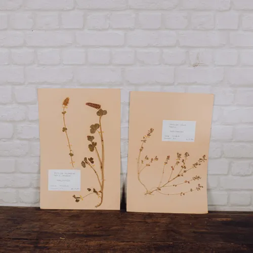 Planche d'herbier