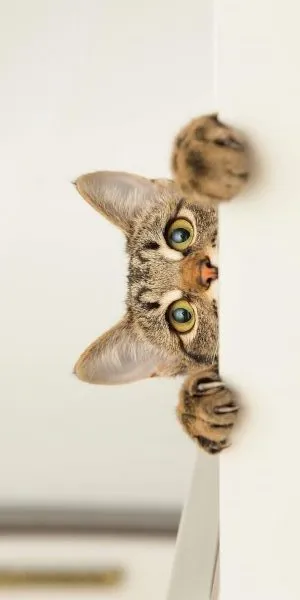 rotated cat