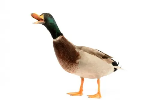 A duck