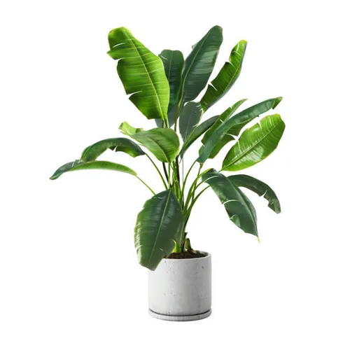 Plante décorative