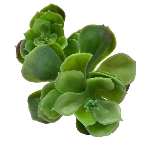 G89 - Greenery - Two Branch Round Succulent - 9.5