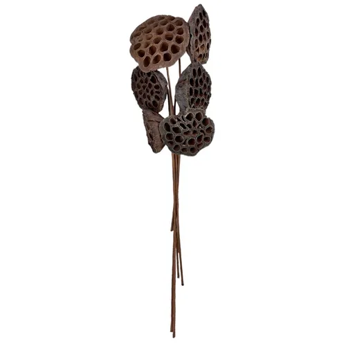 G85 - Greenery - Dry Lotus - 20