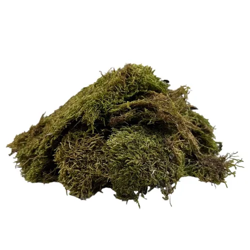 G34 - Greenery - Green Moss 